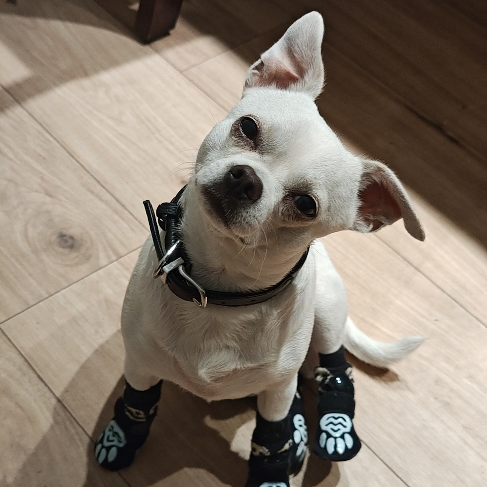 Meet your Posher, Chris